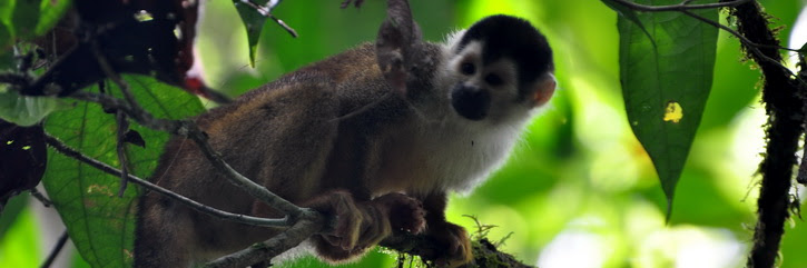 Parc Corcovado