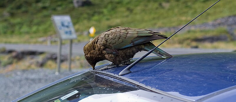 File:Nestor notabilis - damaging car.jpg