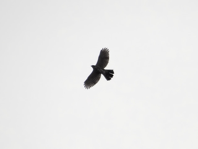 鳳頭蒼鷹/無限台南