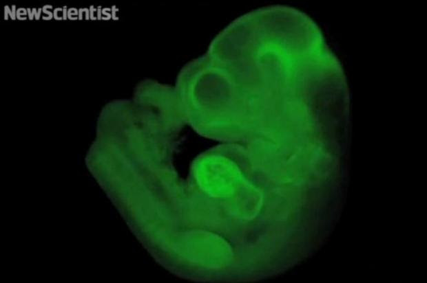 Células adultas são "reprogramadas" e voltam a estado embrionário em descoberta promissora New Scientist/Reprodução Youtube