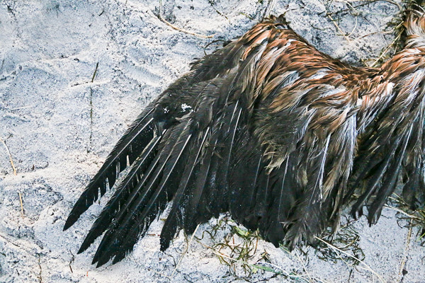 Ornvinge-maklappen-falsterbo
