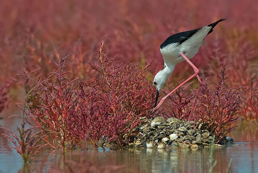 Fascinating photos of birds from the photographer Zander Yaqui