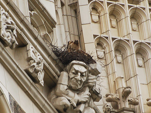 CCNY Red-Tail