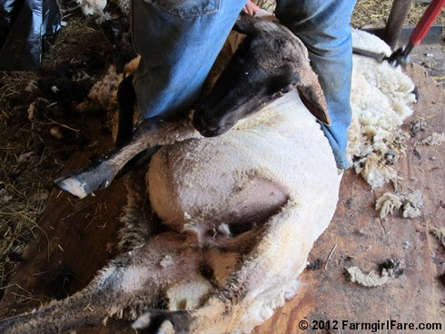 2012 Sheep shearing day 34 - FarmgirlFare.com