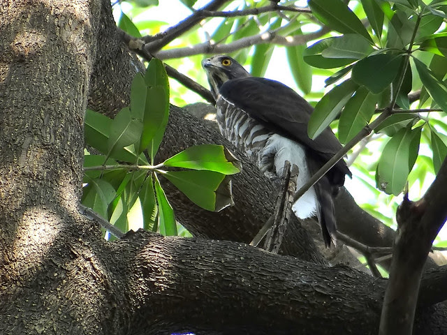 鳳頭蒼鷹/無限台南