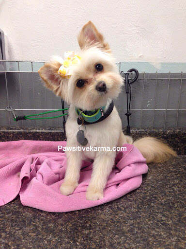 Yorkie Pomeranian Mix Haircuts Yorkie Haircuts