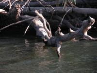 Free Image Hosting at www.ImageShack.us