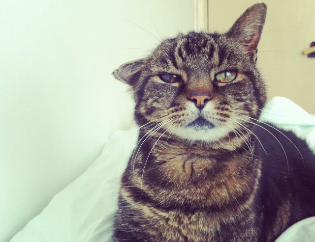 3 pet tag lifestyle blog uk vivatramp