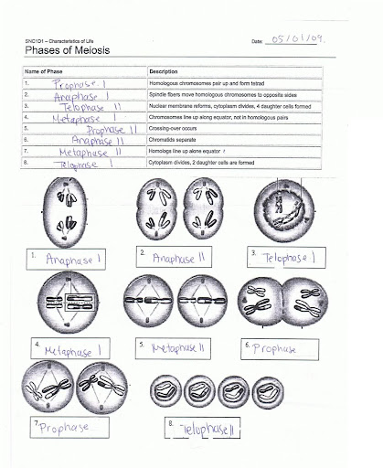 Section 11-4 Meiosis Answer Sheet / Biology Section 11 4 Meiosis