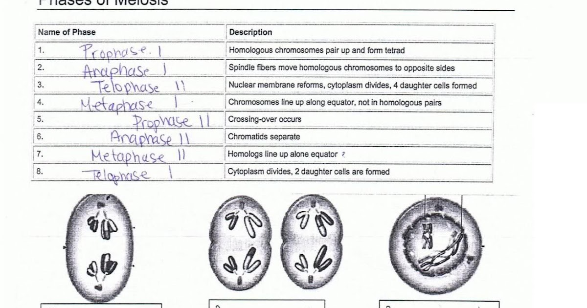 Phases Of Mitosis Worksheet - worksheet