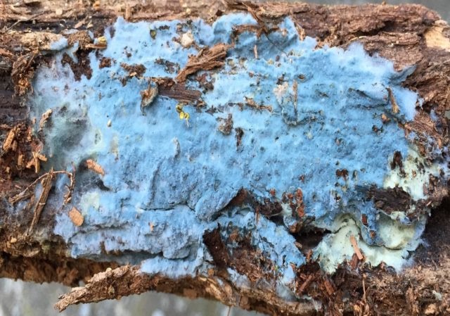 Blauw Schimmel Op Hout englshthar