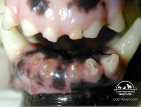 Dentes incisivos gastos devido a mordedura