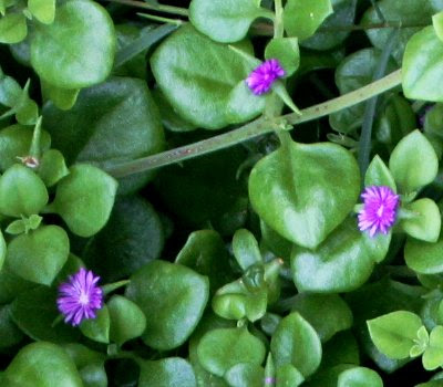 20060225-vs-8532 Apténia - Aptenia cordifolia