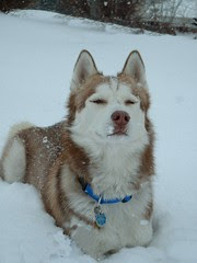 Zim Playing in Snow