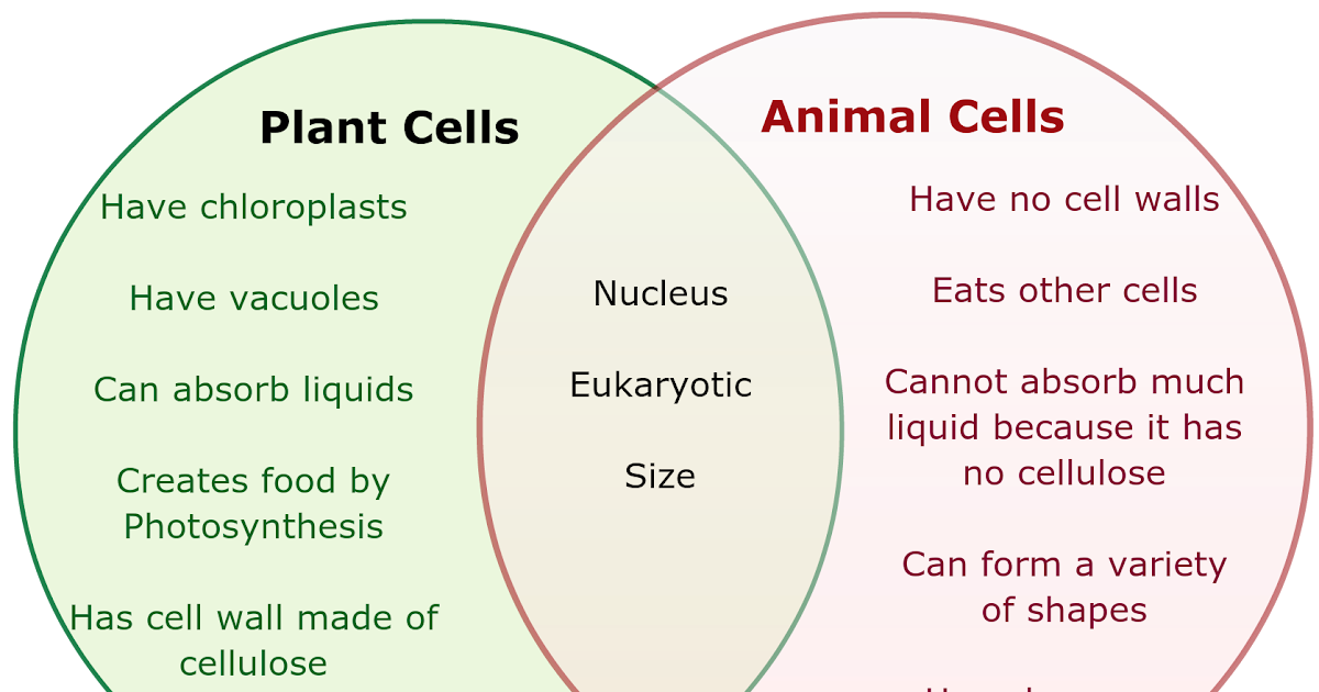 26 Plant Vsanimal Cell Venn Diagram