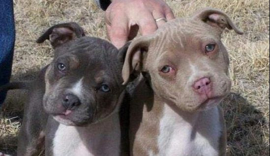 pozie Blue Nose Full Grown American Pit Bull Terrier Blue