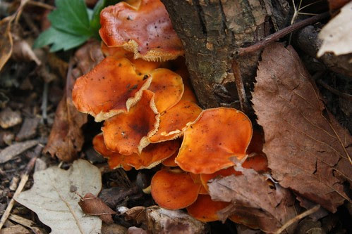 Mushrooms