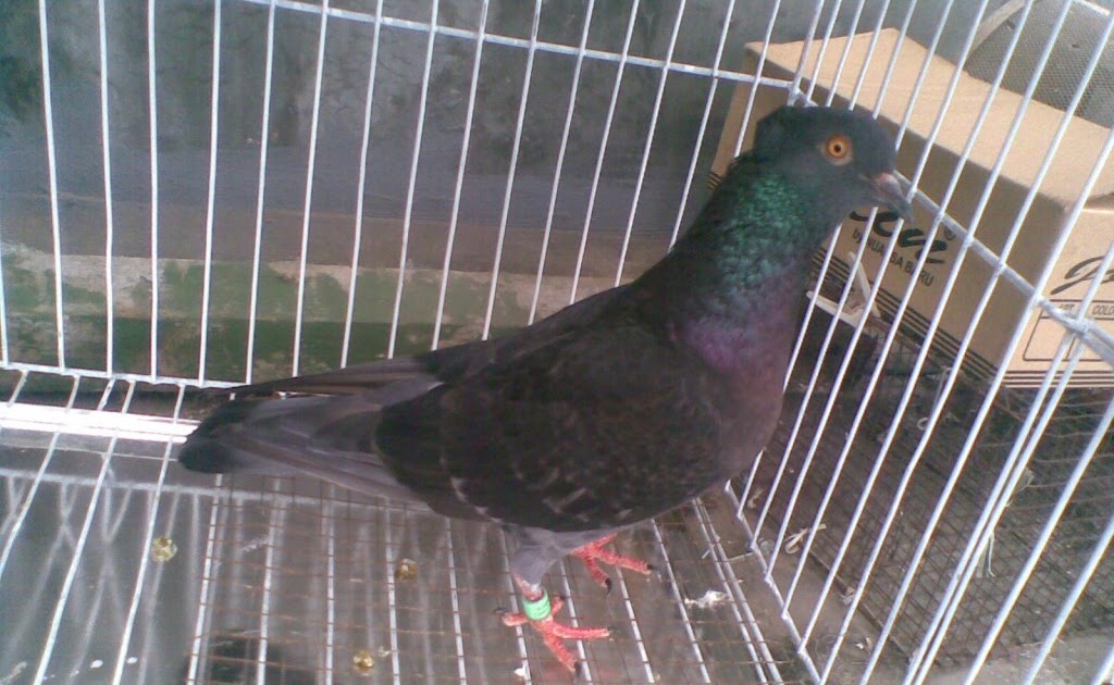 Indukan Betina Utama