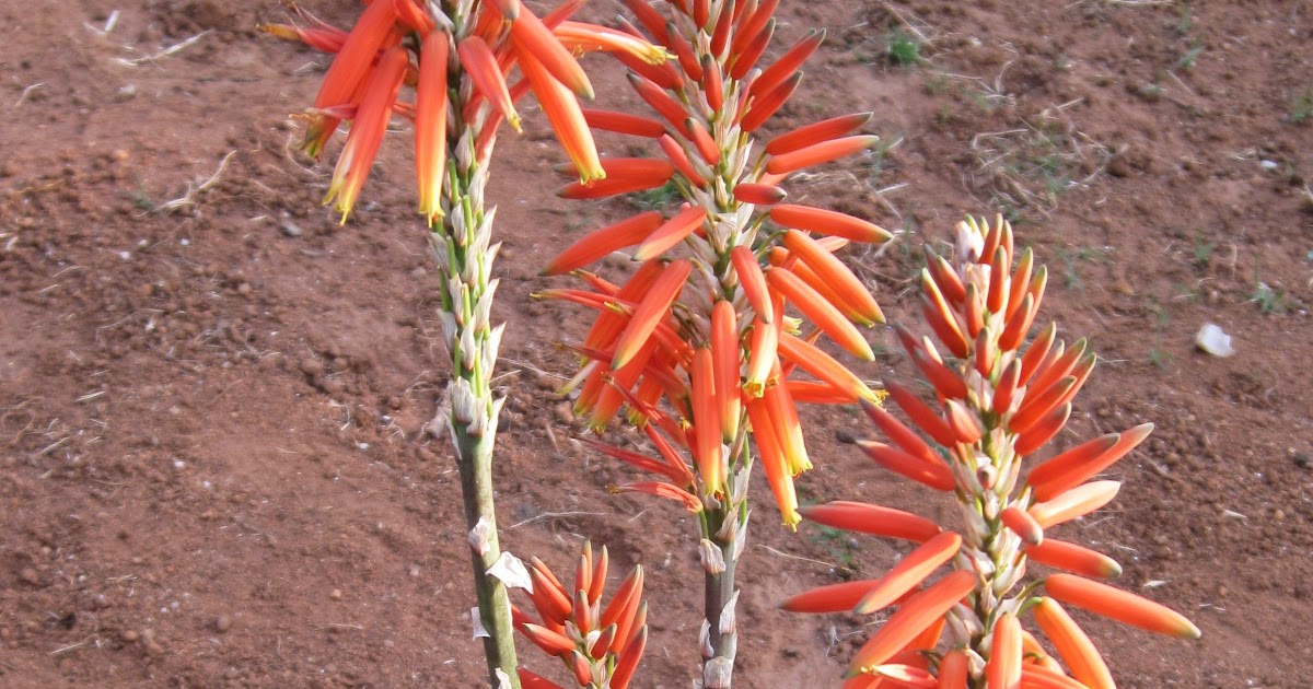 Do Aloe Vera Plants Bloom Plants BP