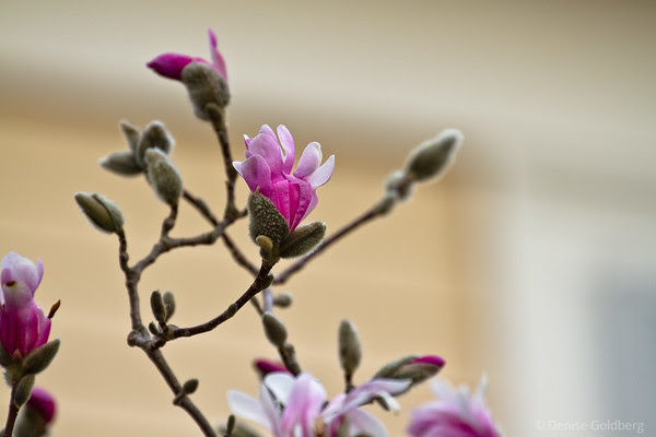 early magnolia