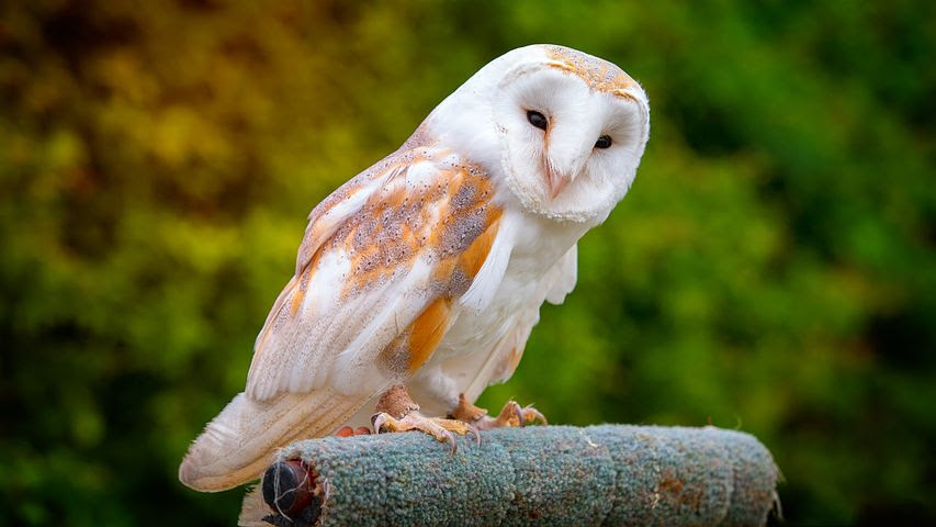 すべての花の画像 無料印刷可能白い フクロウ スピリチュアル
