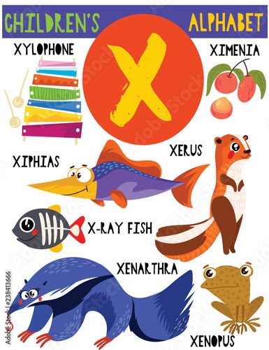 Household Items That Start With The Letter X - img-BachYen