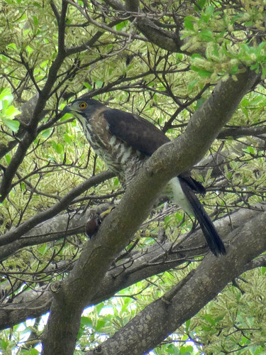 鳳頭蒼鷹/無限台南