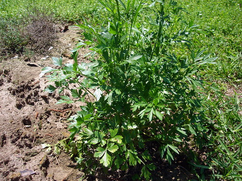 Parsley