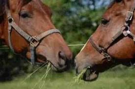Horses kissing
