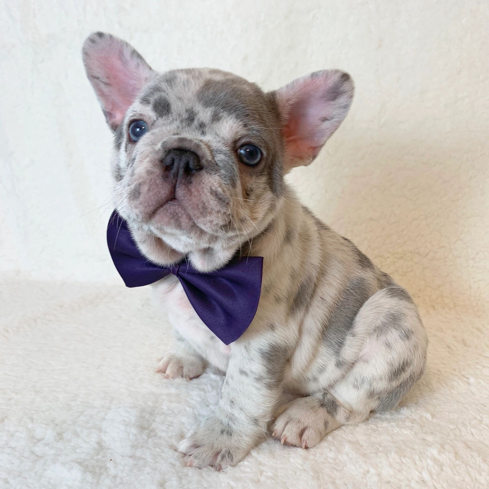 29+ French Bulldog Dallas Tx Photo - Bleumoonproductions