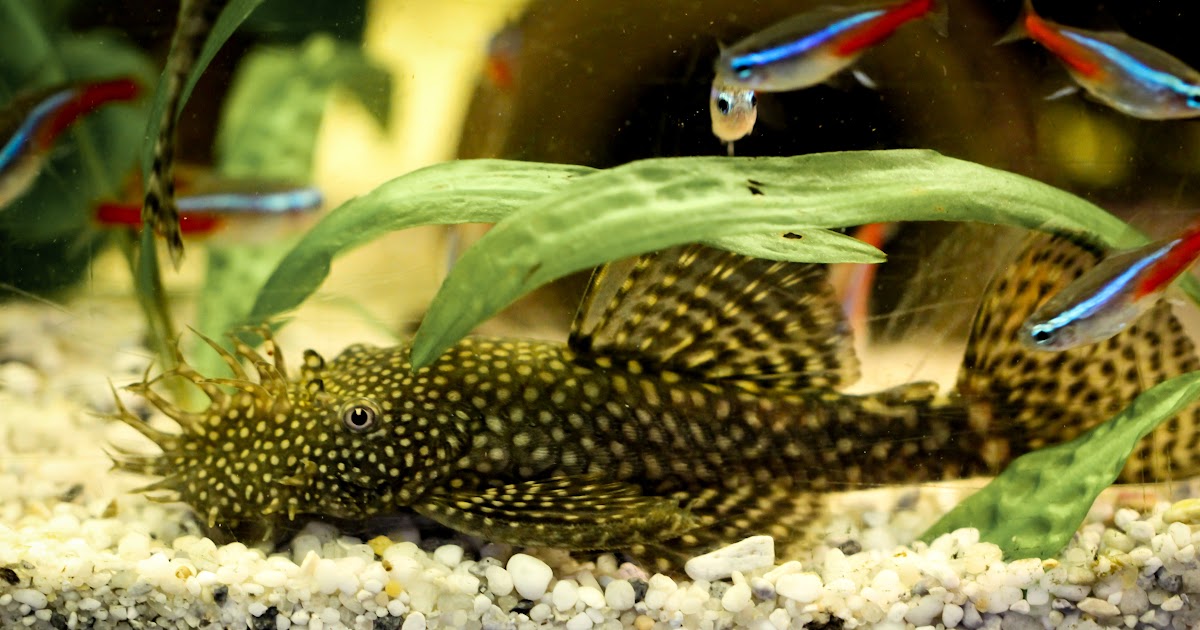 kuchen backofen Aquarium Fische Krankheiten Bilder