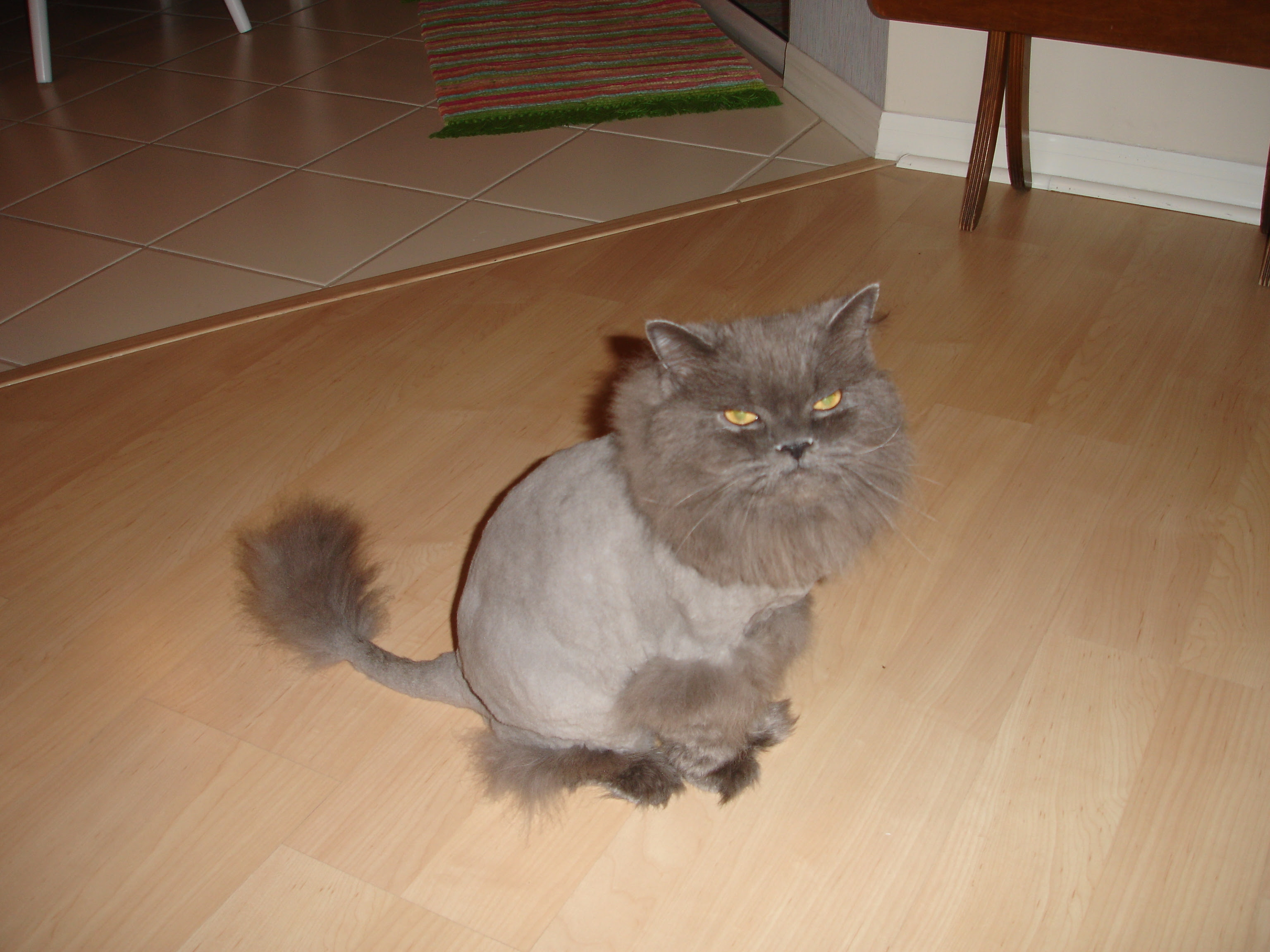 Grey Cat Lion Cut
