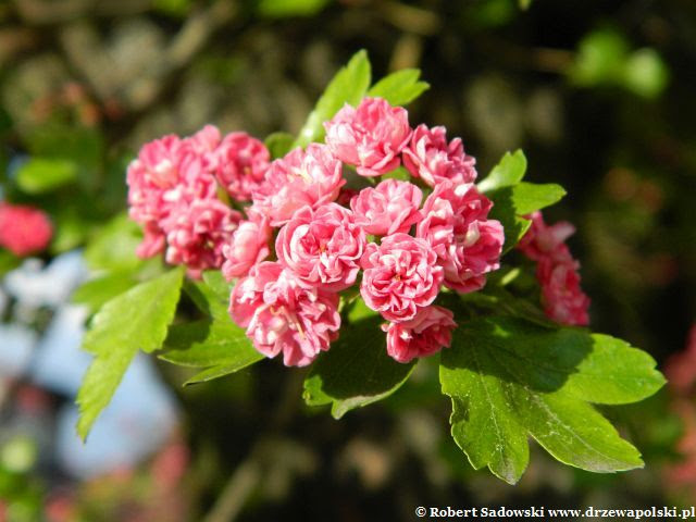 Głóg pośredni ‘Paul’s Scarlet’ Głóg pośredni ‘Paul’s Scarlet’