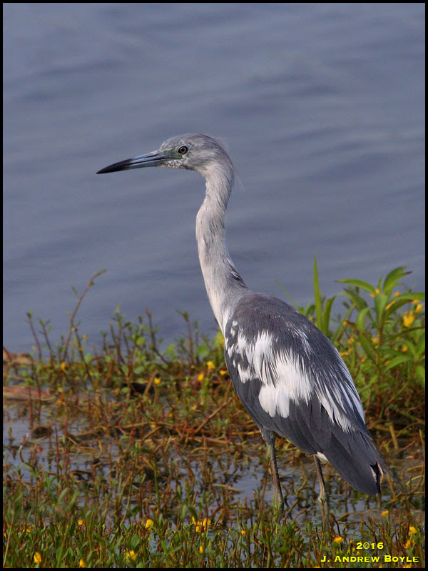 Little Blue Heron Little Blue Heron