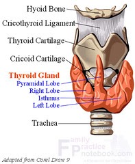 Medical Videos: Hemithyroidectomy