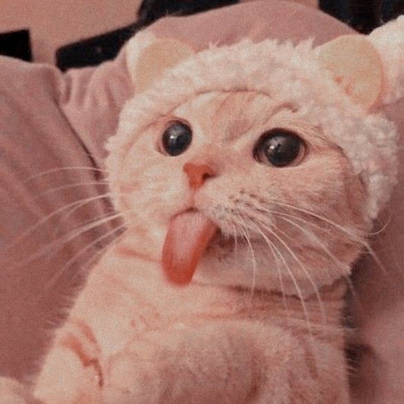 Cute Cat Profile Picture Aesthetic - img-omnom