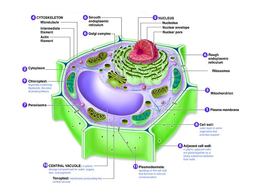 Do All Plant Cells Have A Cell Wall / NCERT/CBSE Notes