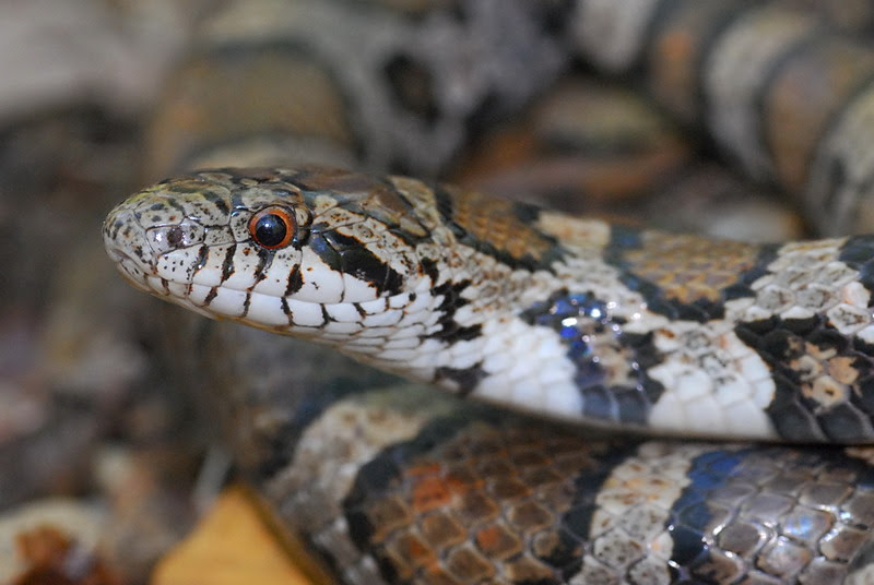 The Buckeye Herps Blog: Michigan Snake Identification - Venomous or Not?