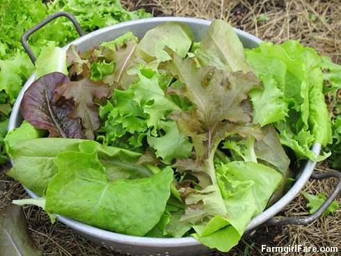 Growing gourmet lettuce and gardening with Jasper (1) - FarmgirlFare.com