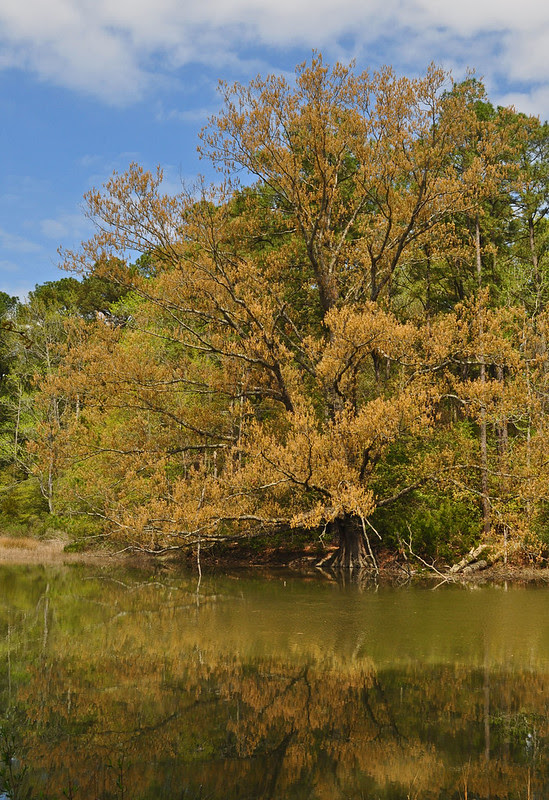 Oak Unfolding Over Water 2