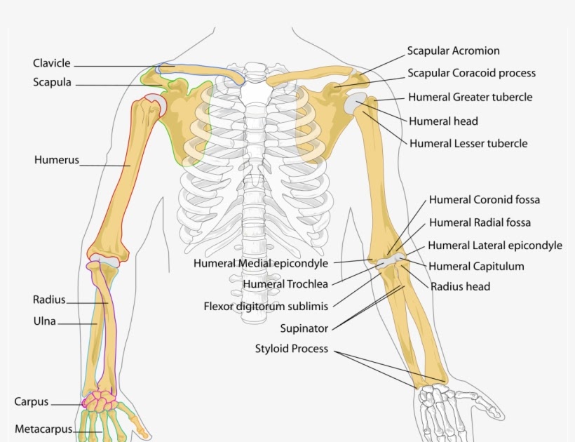 Humerus Bone Diagram Unlabeled - Diagram Media