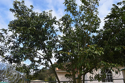 Guanabana-1