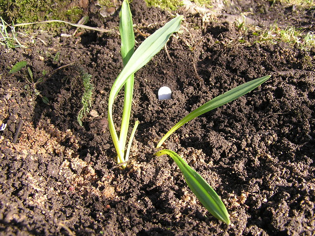 Galanthus plicatus 'Wendis Gold'