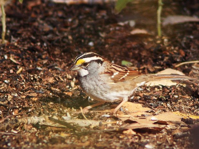 White-throated Sparrow 20131105