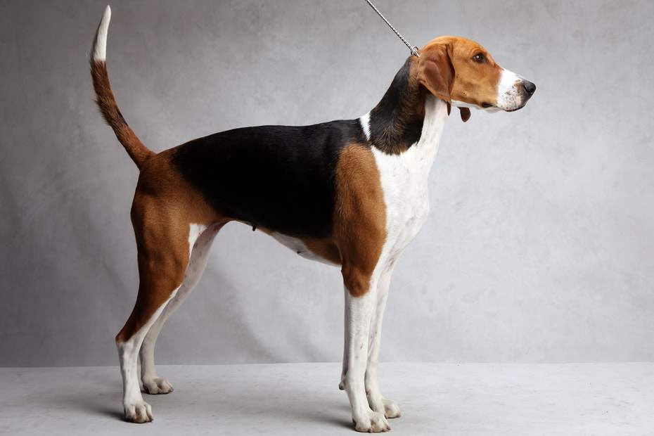American Foxhound Facts, Temperament, Training, Puppies, Pictures American Foxhound Facts, Temperament, Training, Puppies, Pictures