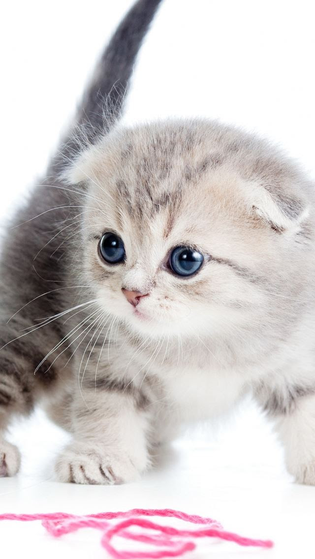 最高のかわいい 猫 可愛い 壁紙 Iphone 無料イラスト集