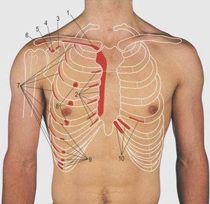 Anatomy Of Chest / Chest Anatomy What Are The Muscles And What Do They