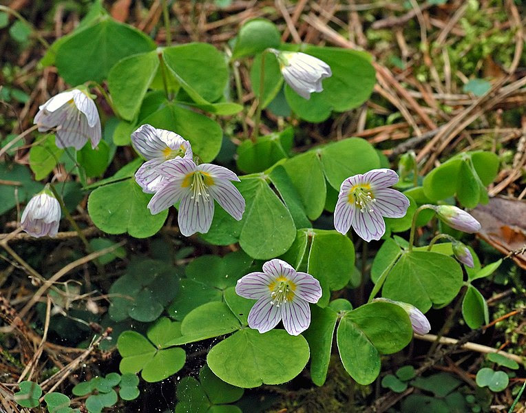 File:Common wood sorrel (aka).jpg