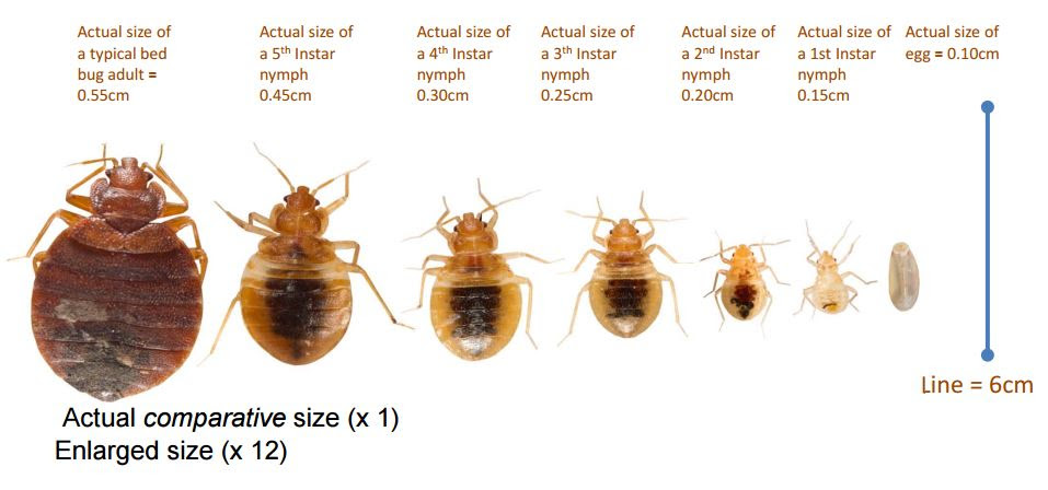 Aden Baby Bed Bugs Size