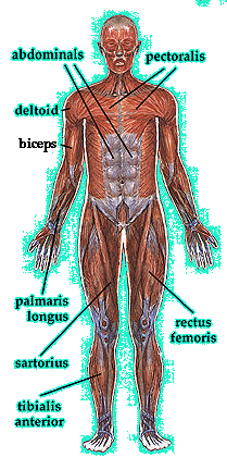 All Muscle On Body Front / Upper body front muscles | Anatomy